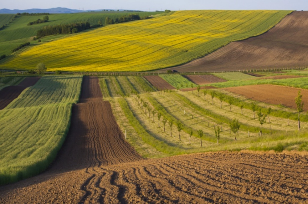 Бум продажів землі після скасування мораторію в Україні не відбувся