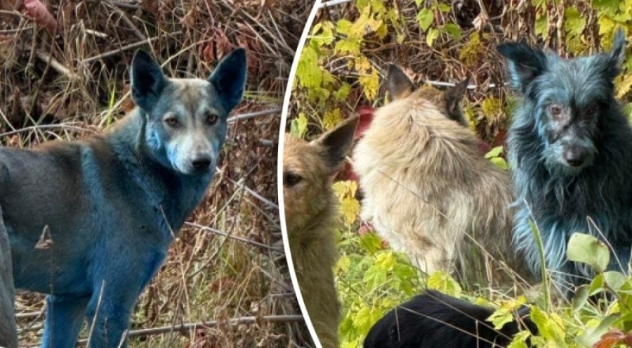 Невідомі зміни в Чорнобильській зоні: собаки з блакитним відтінком шерсті