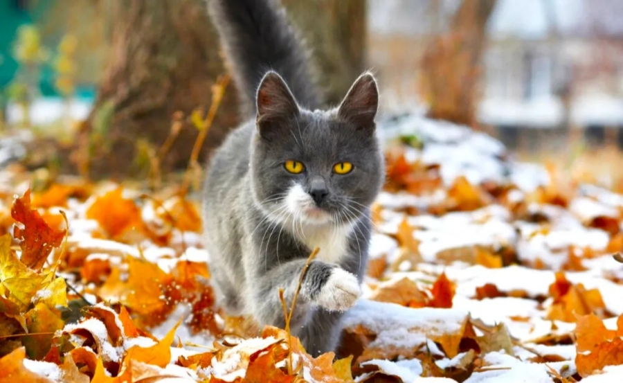 Календар подій на 16 листопада: поєднання духовних традицій, суспільних ініціатив і нагадування про турботу про себе