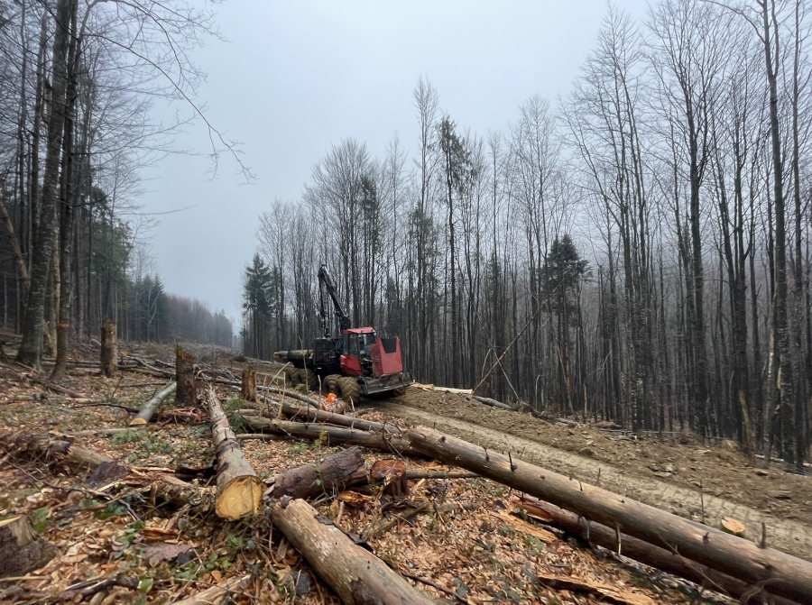 Лісова галузь Закарпаття: мільярдні тіньові доходи та мінімальні надходження до бюджету