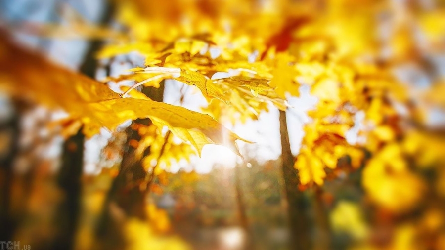 Тепла осіння погода в Україні 31 жовтня: що очікувати від природи? Тепла осіння погода в Україні 31 жовтня: що очікувати від природи?