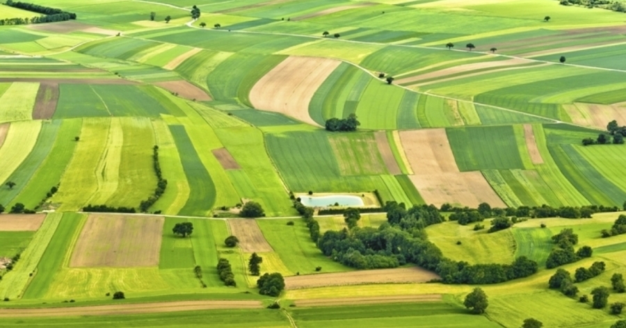 АМКУ викрив змову на земельних торгах у Турійській громаді: фермерське господарство та бухгалтерка діяли як єдина схема